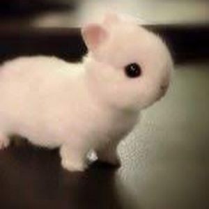 Meet your Posher, Eva